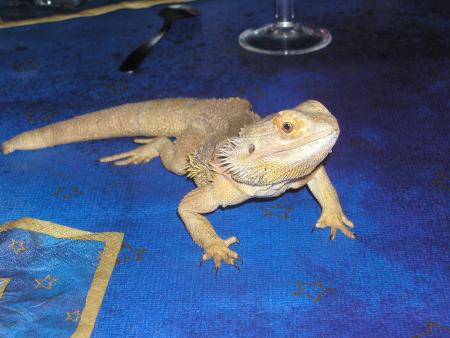 LEZARD