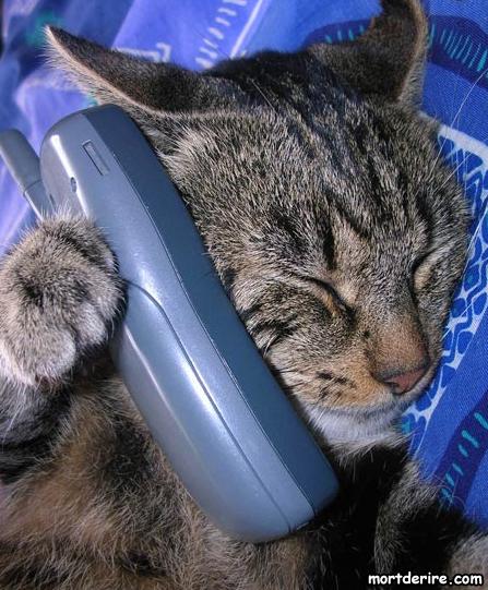 MALIN CE PTIT CHAT