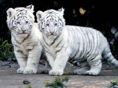 ILS SONT TROP BEAUX
