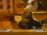 ET LA MARMOTTE ELLE MET LE CHOCOLAT DANS LE PAPIER DALU LOL