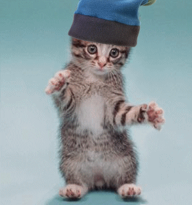 TROP MARRANT CE CHAT QUI DANSE