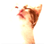 MINOU