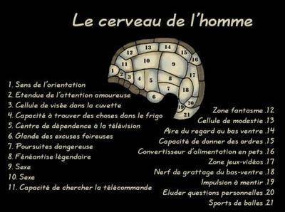 LECERVO DES MALES
