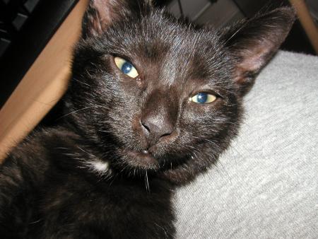 MON PETIT CHAT